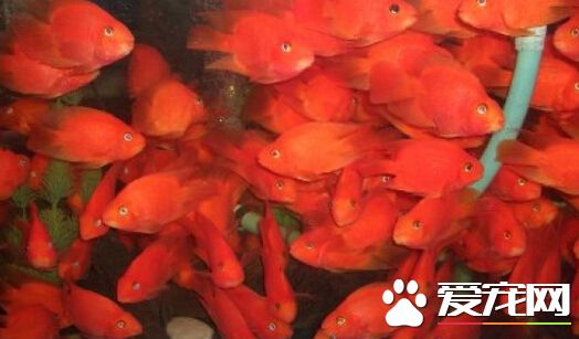 血鹦鹉沉底 需要及时的把鱼便清理干净