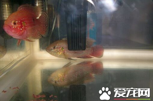 红宝石鱼发黑 主要原因是它受到了惊吓