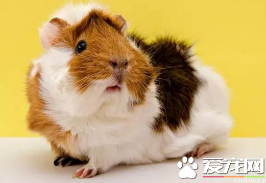 豚鼠的选购要点 挑选荷兰鼠要挑毛色最好的