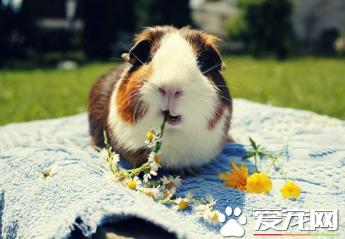 豚鼠有什么特征 详解豚鼠的5个生物特性