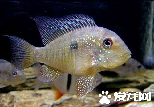 怎么选留丽鱼的种鱼 可以先按大原则挑选