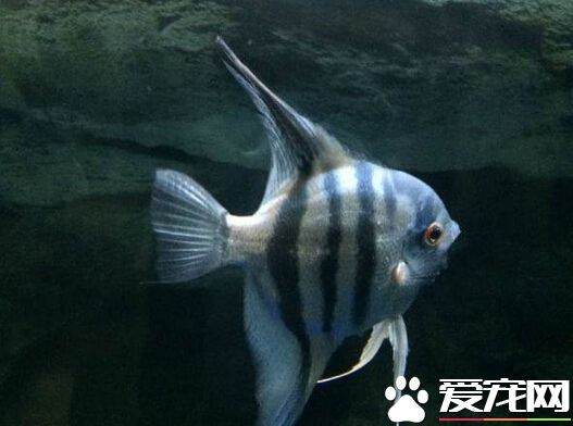 蓝魔鬼怎么样 是很不错的观赏鱼之一