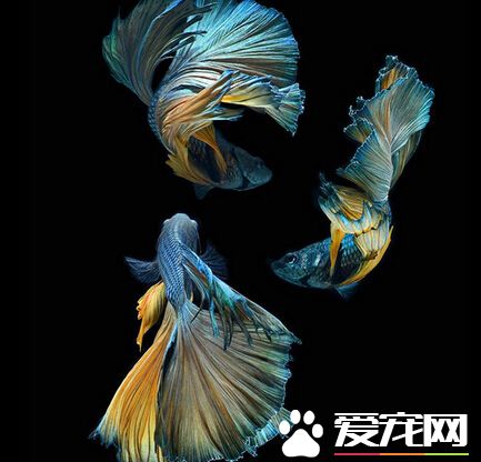 泰国斗鱼训练 泰国斗鱼训练的小技巧