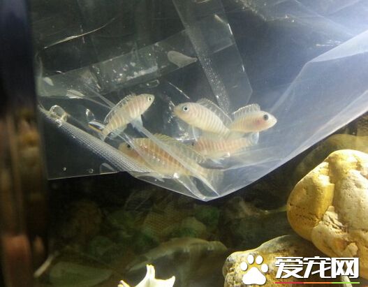 斑马贝习性 带大家了解斑马贝的习性