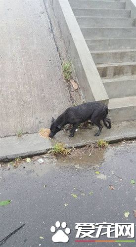 台风来也不忘狗狗 民众冒风雨喂饲料