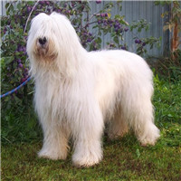 俄罗斯南部牧羊犬