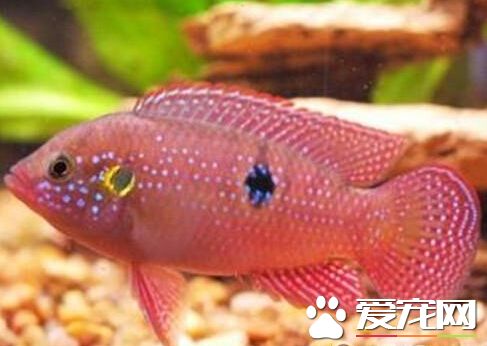 红宝石鱼价格 不同地区其价格也不同