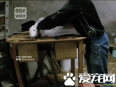 小白兔竟活活被拔毛 惨叫声不断