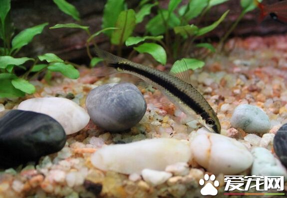 黑线飞狐真伪 带大家分辨黑线飞狐真伪