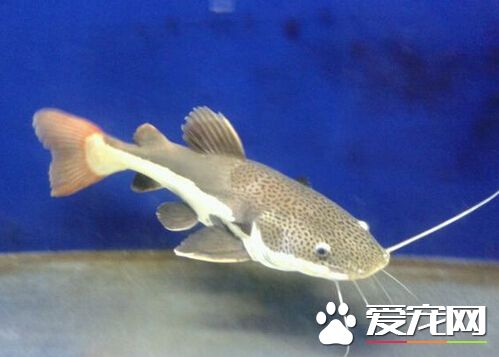 红尾鲶脱皮 红尾鲶脱皮可能是盐的问题