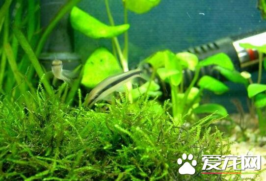 黑线飞狐价格 普遍黑线飞狐价格在30左右