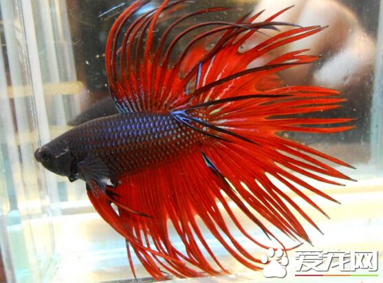 泰国斗鱼的品种 带你了解它们的常见品种