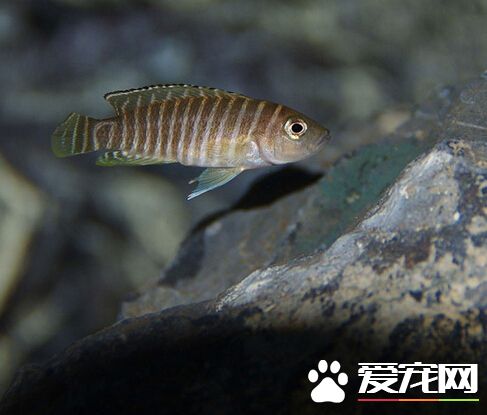 斑马贝寿命 一般斑马贝的寿命在3年左右