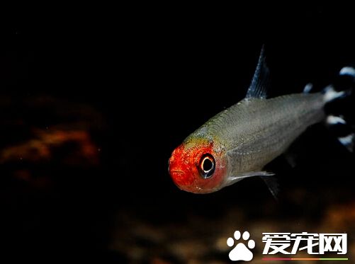 红鼻剪刀不群游 红鼻剪刀不群游的真相