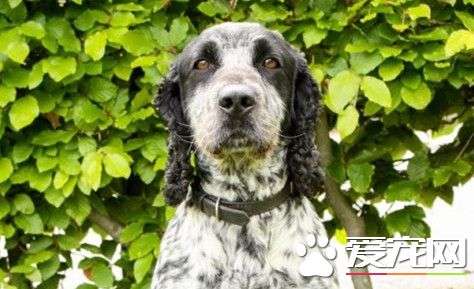 英警犬嗅觉超灵敏 闻精液揪性侵色魔