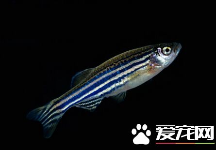 斑马鱼的价格 大小不同价格差别会很大