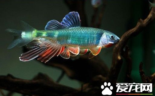 观赏鱼选购 选择生命力强水质要求不严的品种