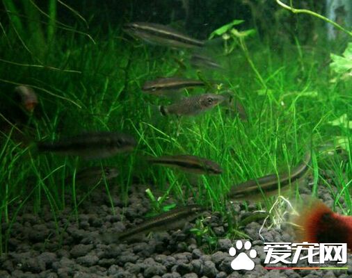 黑线飞狐不吃藻 黑线飞狐属于素食鱼