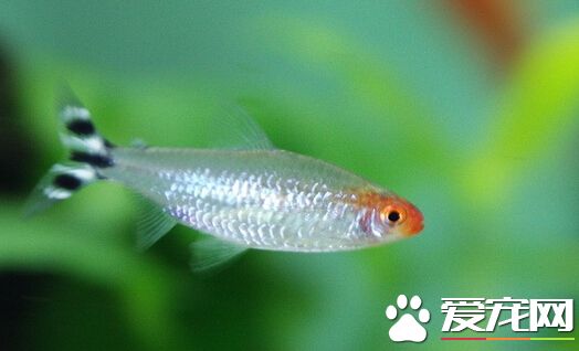 红鼻剪刀不红 可能是对新环境的不适应