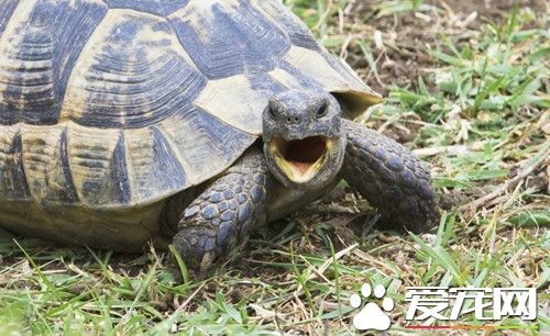 乌龟夏天怎么养 夏天要注意预防缸里生长水藻