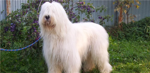 俄罗斯南部牧羊犬