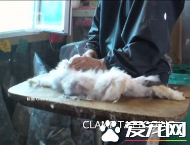 小白兔竟活活被拔毛 惨叫声不断