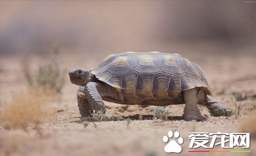 乌龟眼病怎么治疗 可用抗生素眼药水治疗