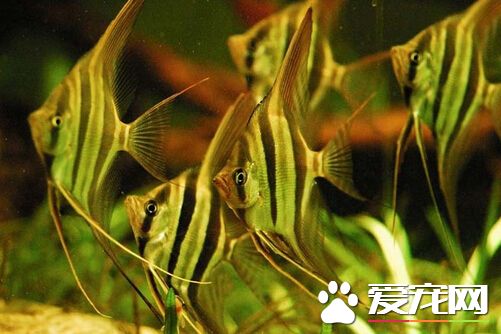 埃及神仙鱼为什么贵 带你了解埃及神仙鱼