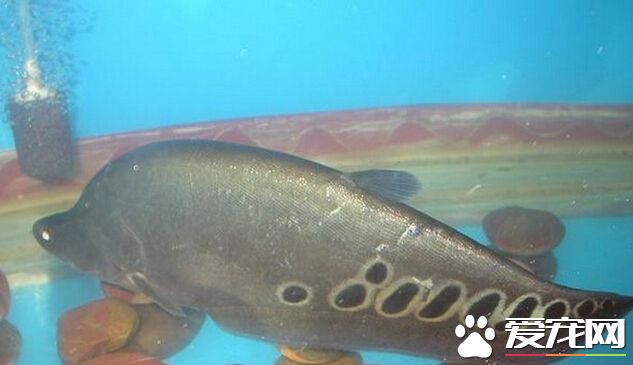 七星刀鱼能吃吗 主要还是以观赏为主