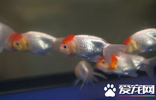 鹤顶红金鱼分公母 可以从体型中分辨