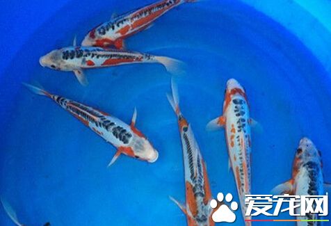 秋翠锦鲤多少钱 其价格会根据长度改变