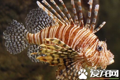 狮子鱼的天敌 狮子鱼几乎没有什么天敌