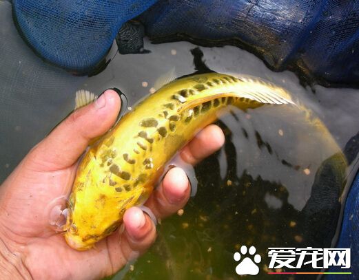 黄金锦鲤多少钱 其价格普遍都在几百