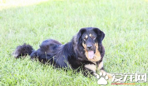 未婚夫不满狗优先 印女拒婚不抛弃它