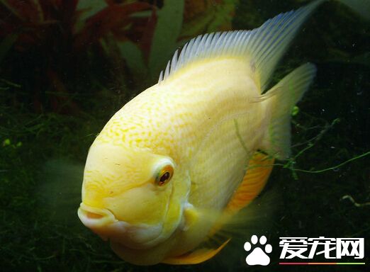 金菠萝鱼的价格 金菠萝价格主要看其品质