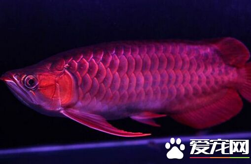 超血红龙价格 品质不同价格会相差很大