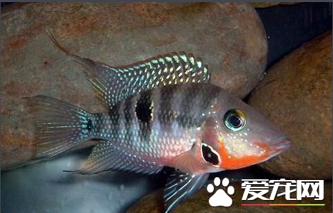 火口鱼多少钱 火口鱼价格在十几元左右