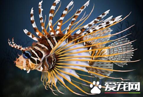 狮子鱼的价格 带大家了解狮子鱼价格