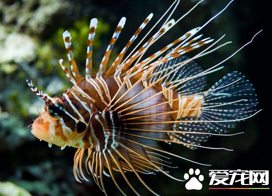 狮子鱼有毒吗 它是一种有毒的观赏鱼