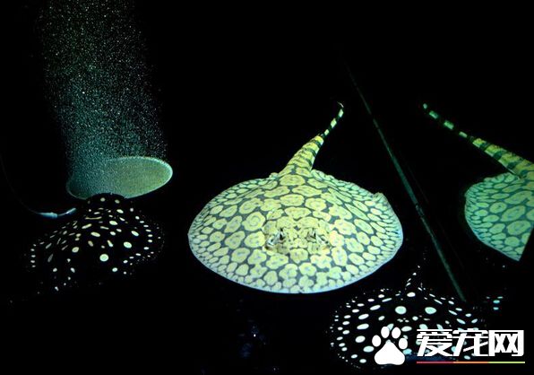 珍珠虹鱼价格 带你了解珍珠虹鱼的价格