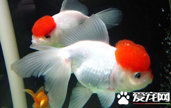 鹤顶红金鱼头烂了 烂头的预防及治疗方法