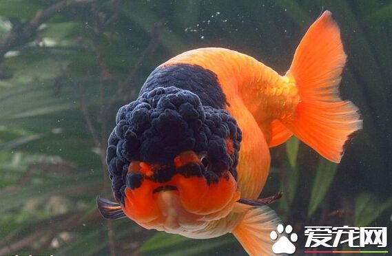 兰寿的价格 兰寿的价格主要视品种而定