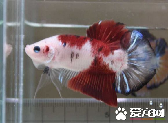 泰国斗鱼多少钱 泰斗从4元到数百元不等