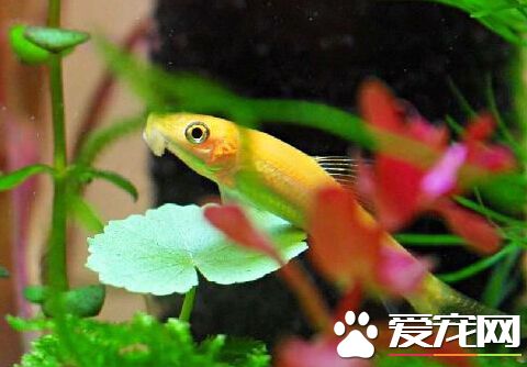 青苔鼠鱼价格 其价格在20到30左右一条