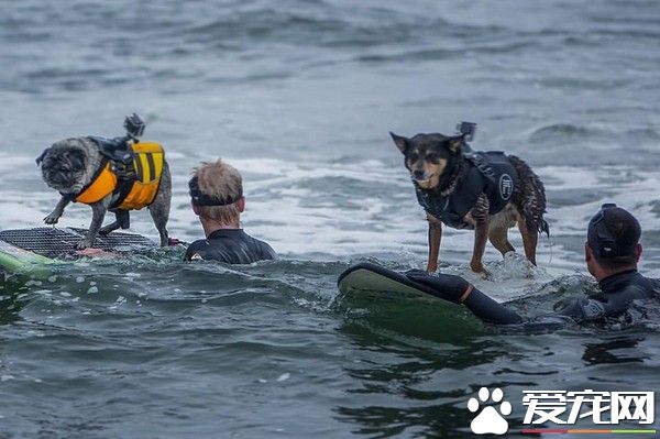 狗狗也爱玩冲浪 破世界纪录帅度爆表