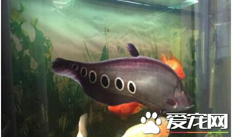 最大的七星刀鱼 带你了解最大的七星刀鱼