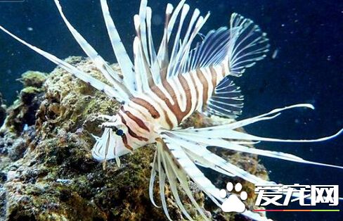 狮子鱼毒性 千万不要轻易去招惹它们