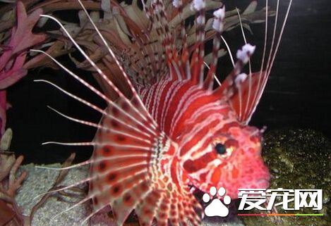 狮子鱼能吃吗 狮子鱼可以当作食用鱼