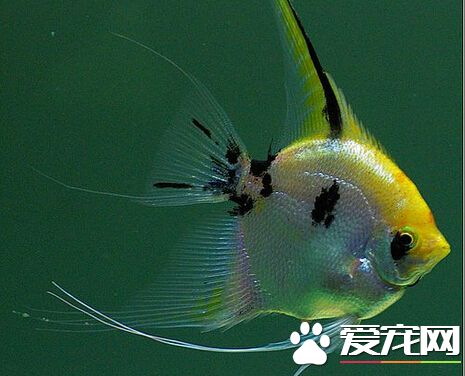 神仙鱼价格 不同品种神仙鱼的价格详情