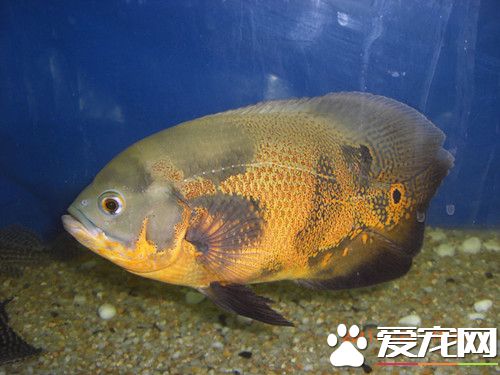 地图鱼水族箱饲养 需要每2-3天换1次水